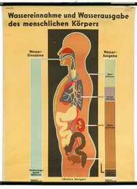 Schulwandbild "Wassereinnahme und Wasserausgabe des menschlichen Körpers"