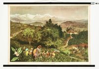 Schulwandbild "Teepflanzung am Himalaja"