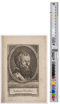Porträt des Andreas Vesalius