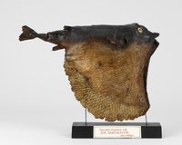 Seeflasche (Tretodon hispidus)